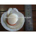 Frozen sea Scallop (ovas sobre)